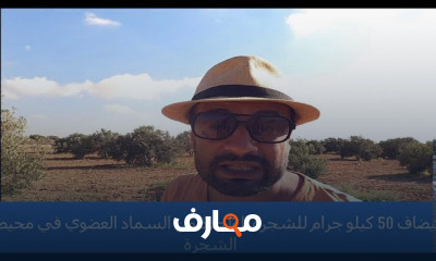 تسميد وتقليم أشجار الزيتون