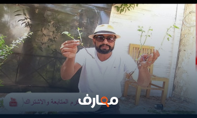 طريقة تجذيز الريحان بالماء