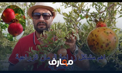 كيفية تقليم أشجار الرمان