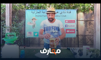 طريقة تسميد أشجار الزيتون