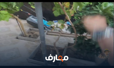 أسباب اصفرار واحتراق أوراق العنب