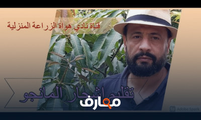 كيفية زراعة المانجو