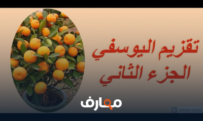 طريقة تقزيم أشجار اليوسفي