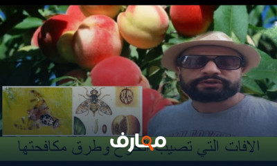 أمراض أشجار الخوخ