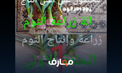 زراعة وإنتاج الثوم