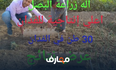 طريقة زراعة البصل