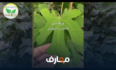 طريقة إنضاج ثمار التين