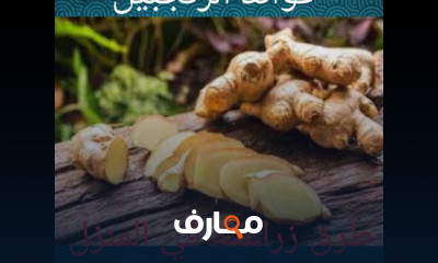 طرق زراعة الليمون والبرتقال