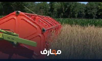 حصاد الحبوب بالمعدات الحديثة