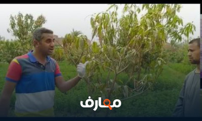 طريقة زراعة المانجو