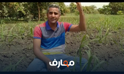 زراعة قصب السكر