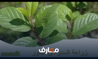 زراعة السدر من البذور