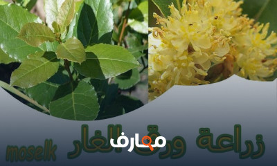 زراعة ورق الغار من البذور