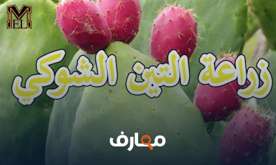 زراعة التين الشوكي