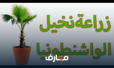 زراعة نخيل الواشنطونيا