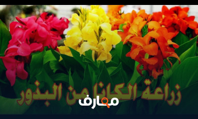 زراعة نبات الكانا