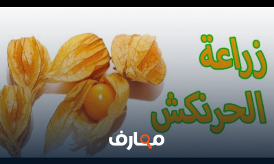 زراعة الحرنكش من البذور