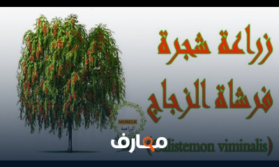 زراعة شجرة فرشاة الزجاج الحمراء