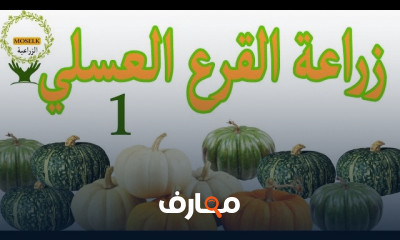 زراعة القرع العسلي