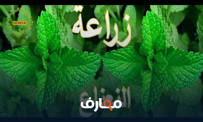 زراعة النعناع من الجذور