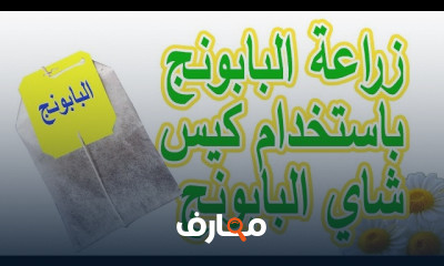 زراعة البابونج في المنزل