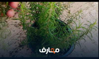 زراعة الروزماري والزعتر