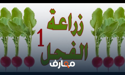 زراعة الفجل واللفت
