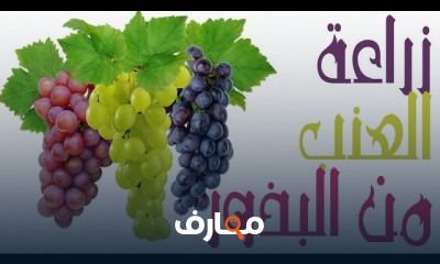 طريقة زراعة العنب من البذور