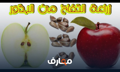 زراعة التفاح من البذور