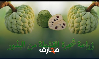 زراعة القشطة من البذور