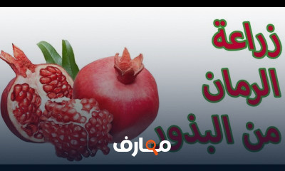 زراعة الرمان من البذور