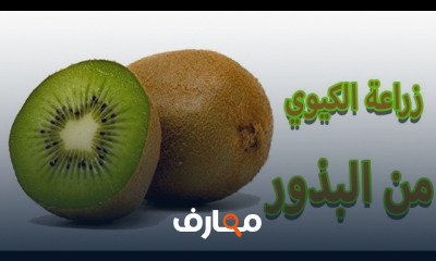 طريقة زراعة الكيوي من البذور