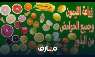 زراعة الليمون والحوامض من البذور