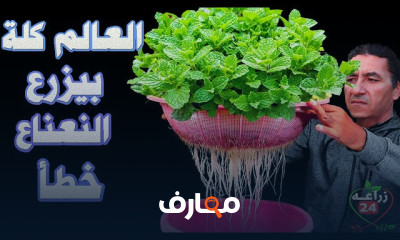 طريقة لزراعة النعناع