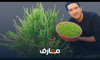 زراعة بذور الريحان والقرنفل