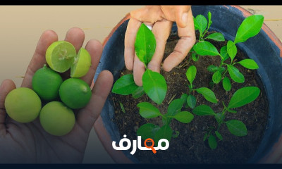 زراعة شجرة ليمون من البذور