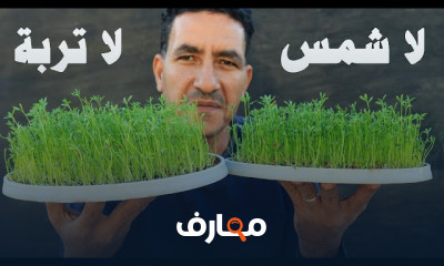 زراعة بذور العدس بدون تربة