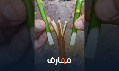 كيفية تطعيم بذرة المانجو