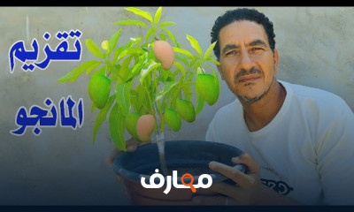 زراعة المانجو والرى والتسميد