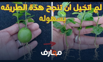 زراعة الليمون من البذور
