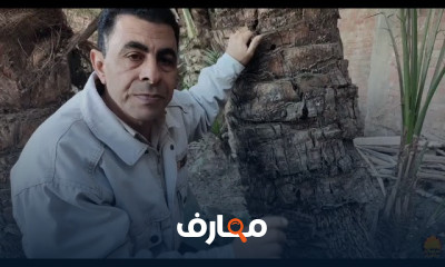زراعة نوى النخيل