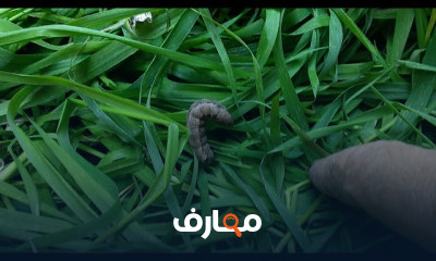 علاج ذبول النباتات