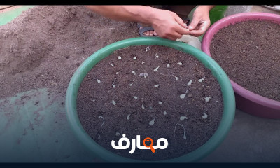 طريقة زراعة جوز الهند