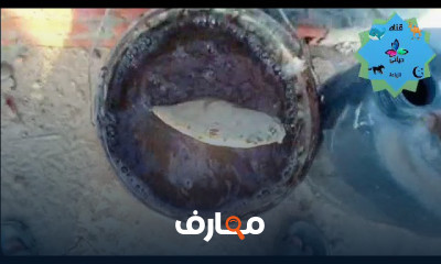 مشروع زراعة التين الشوكي