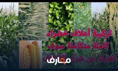 طريقة عمل أعلاف للمواشي