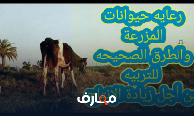 طرق رعاية حيوانات المزرعة