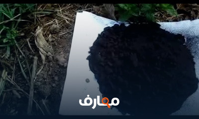 المبيدات والمخصبات العضوية