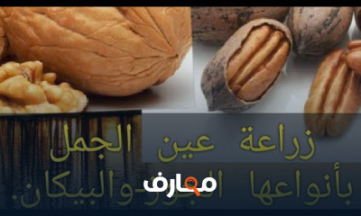 زراعة عين جمل والفستق