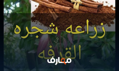 زراعة شجرة القرفة
