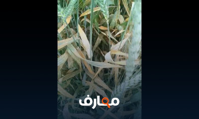 زراعة الأرز